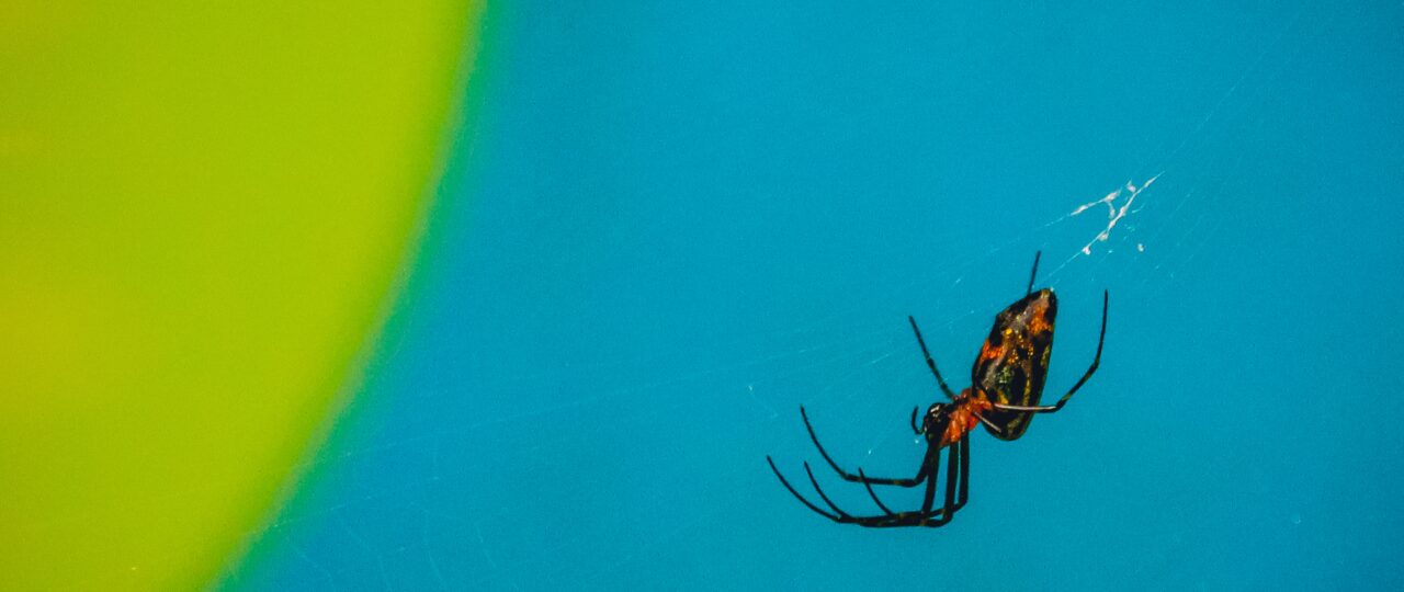 black and red spider in shallow focus photography