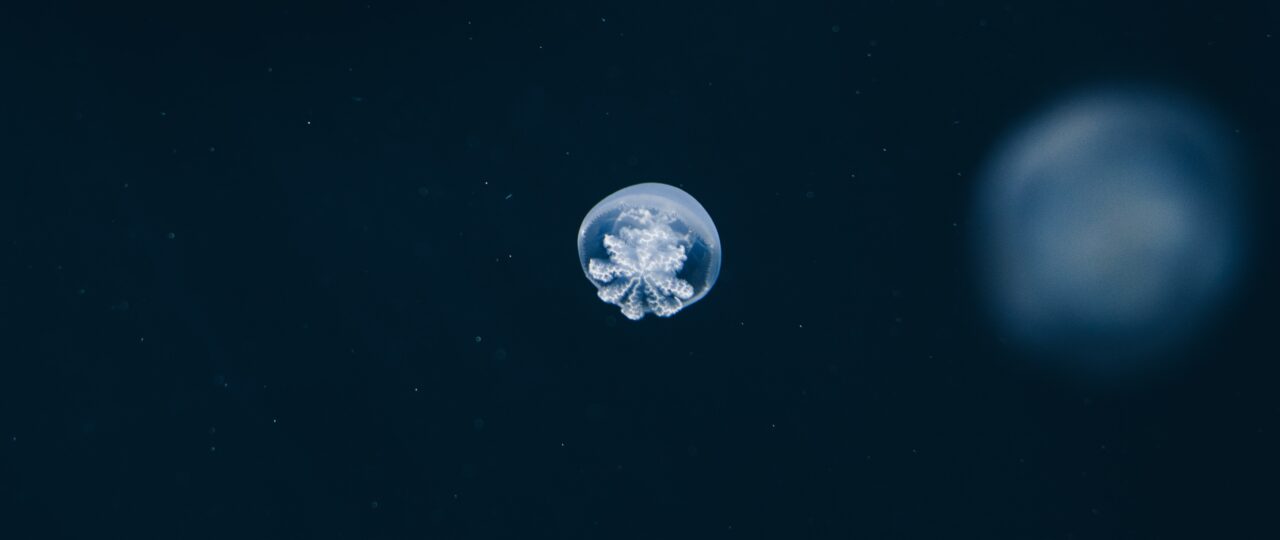 white bubbles on black surface