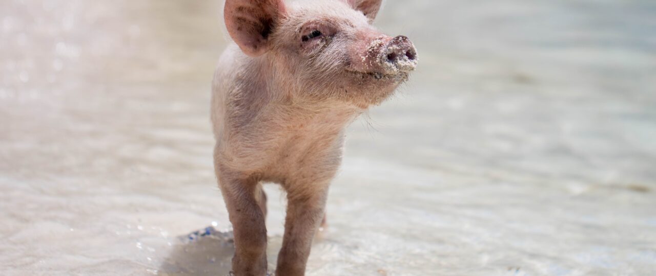 pink piglet